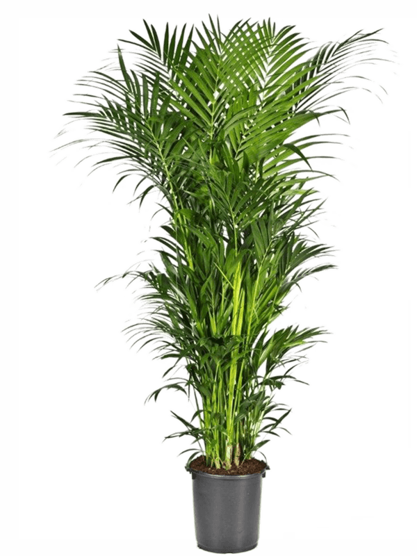 Ховея Форстера (Кентия) Арт: 4HOFOTU55