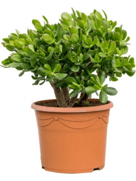 images/stories/virtuemart/product/nieuwkoop-plants/categories/cacti-and-succulents_crassula