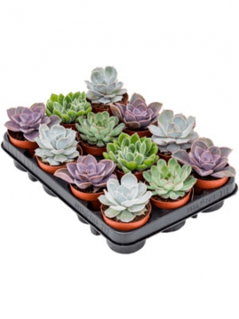 images/stories/virtuemart/product/nieuwkoop-plants/categories/cacti-and-succulents_echeveria