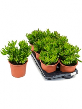 images/stories/virtuemart/product/nieuwkoop-plants/categories/cacti-and-succulents_other