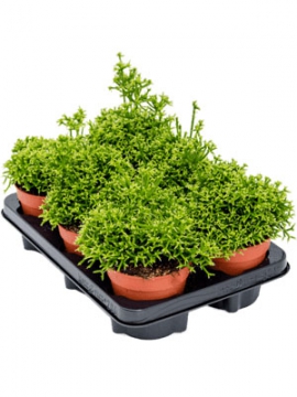 images/stories/virtuemart/product/nieuwkoop-plants/categories/cacti-and-succulents_rhipsalis