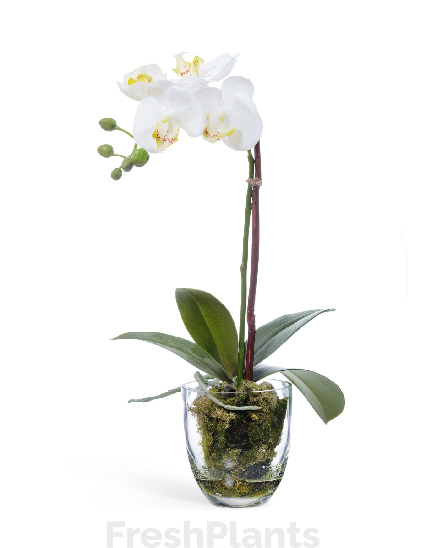 Орхидея Фаленопсис белая с мхом корнями землёй искусственная 10.0611066WHGL40