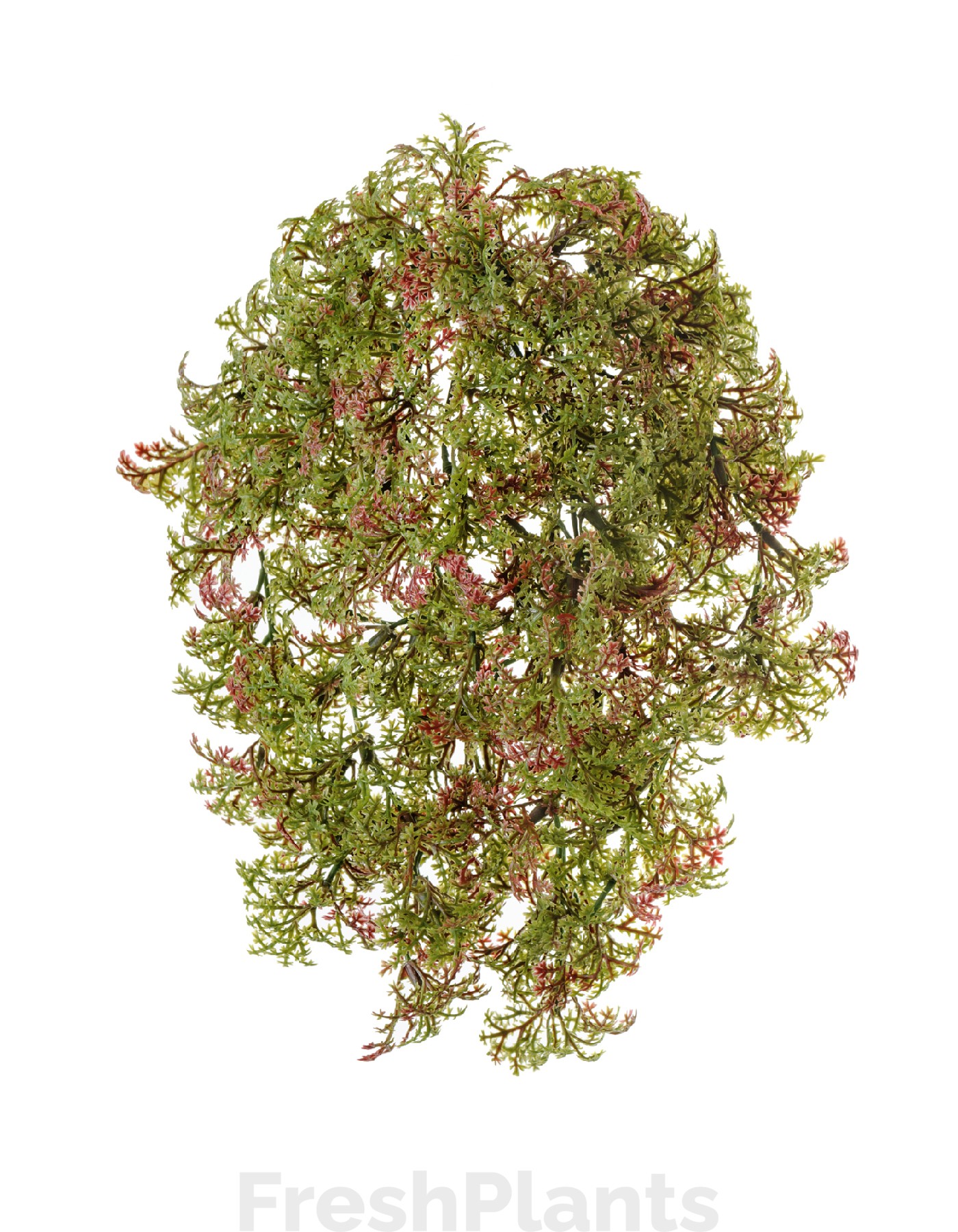 Ватер-грасс (Рясковый мох) куст зелёный с бордо искусственный 20.071617-RG