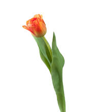 Тюльпан Даймонд оранжевый искусственный 30.0613150OR