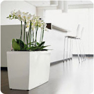 orchids-cararo
