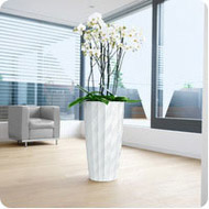 phalaenopsis-diamante
