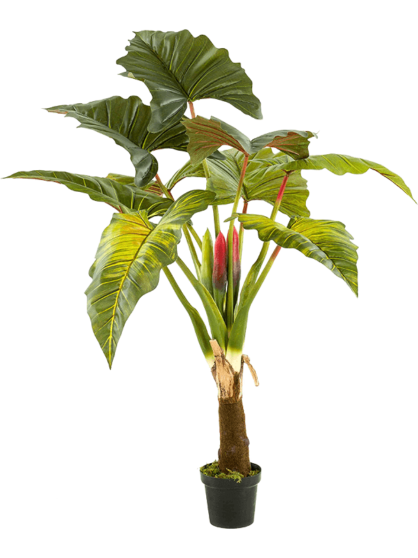 colocasia-tree-8ee425743