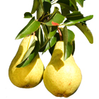 fruit-trees-plodoviye-derevya