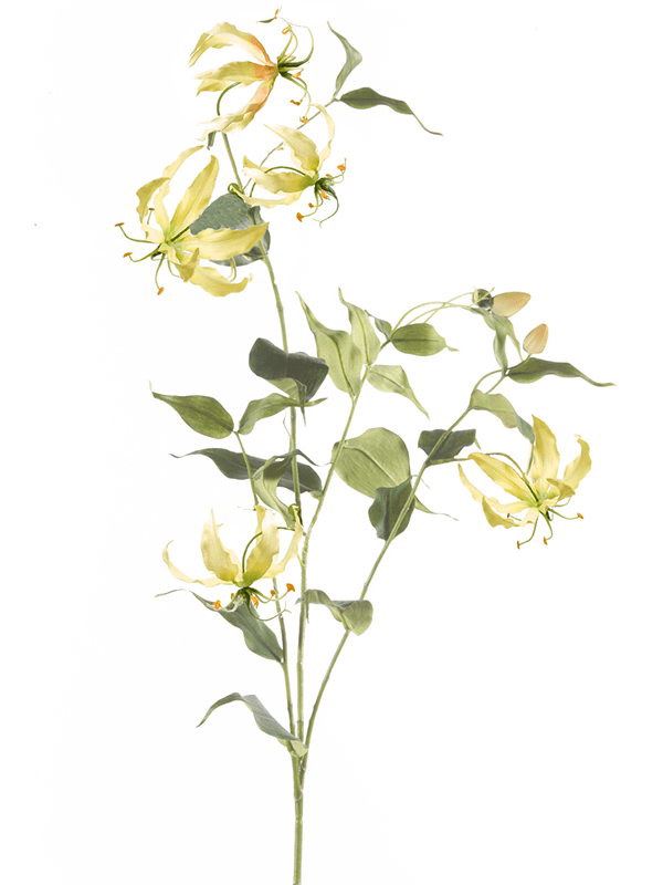 gloriosa-8ee424011