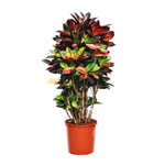 indoor-plants