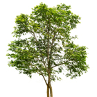 street-trees