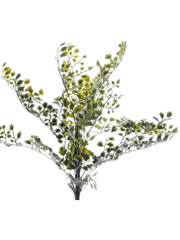 30/adianthus-8eeg11935