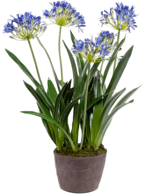 30/agapanthus-8eeag20619