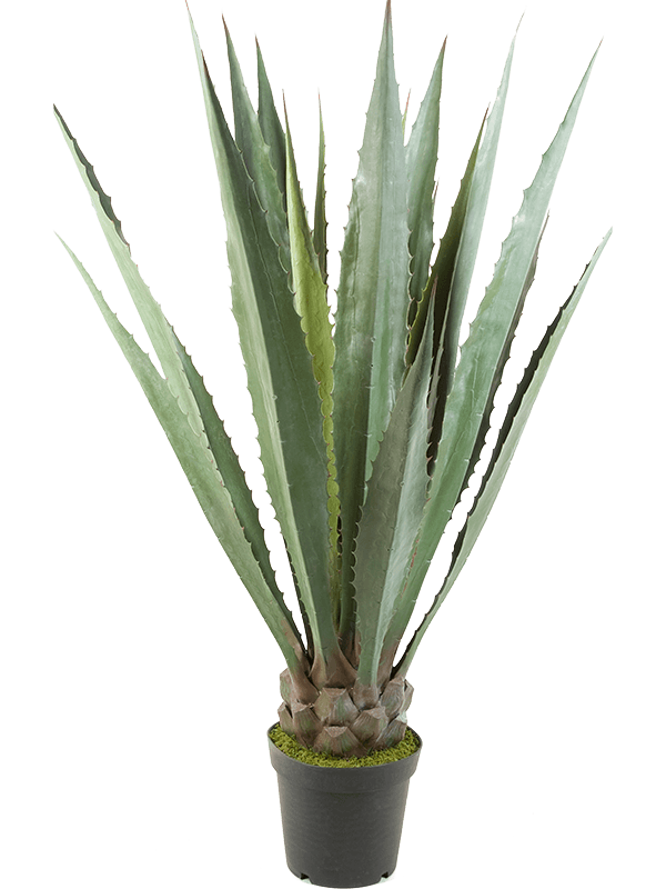 30/agave-8agatu130