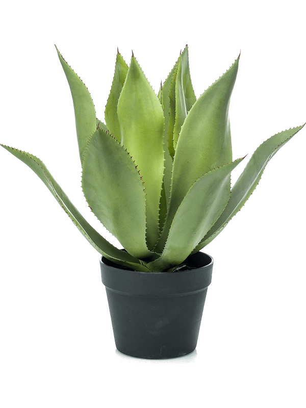 30/agave-8ee423947