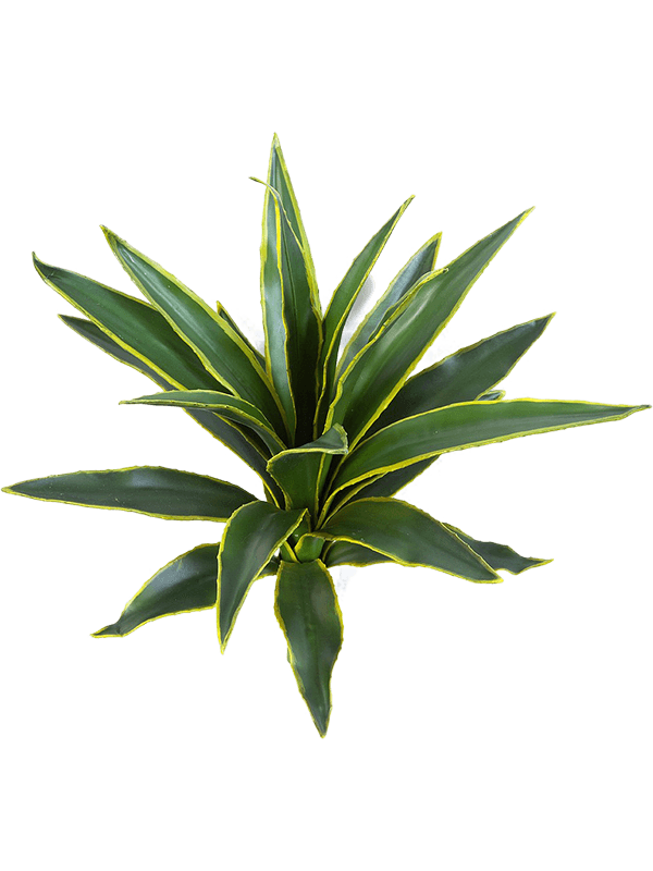 30/agave-8fw1677ny