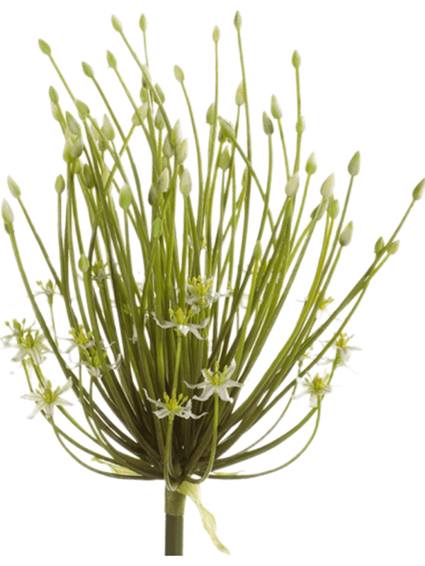 30/allium-8eeg17160