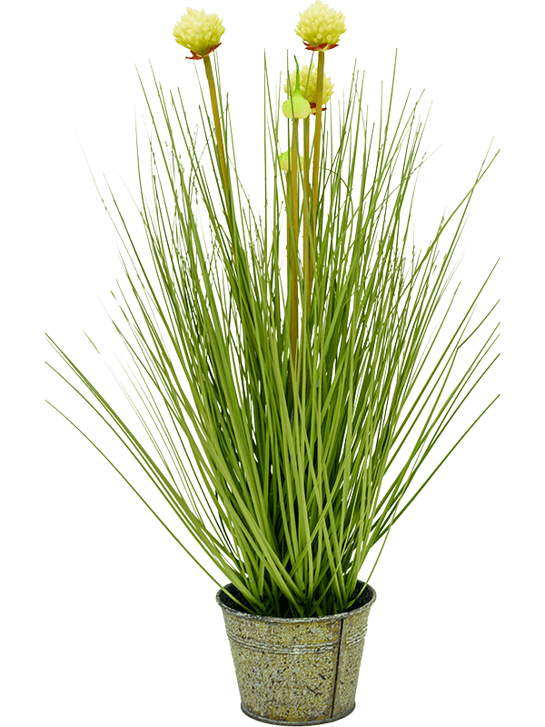 30/allium-grass-8eeg18175