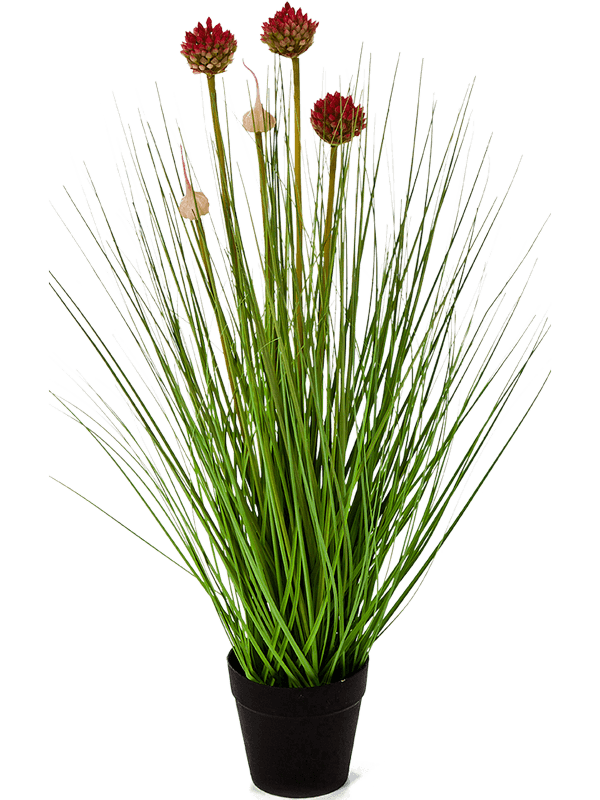 30/allium-grass-8fw91n050
