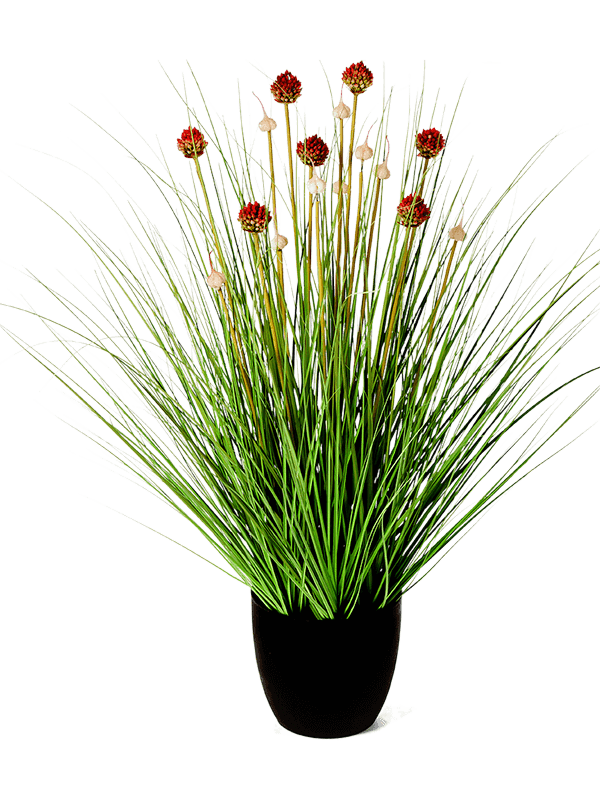 30/allium-grass-8fw91n085