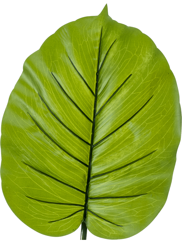 30/alocasia-8ee422179