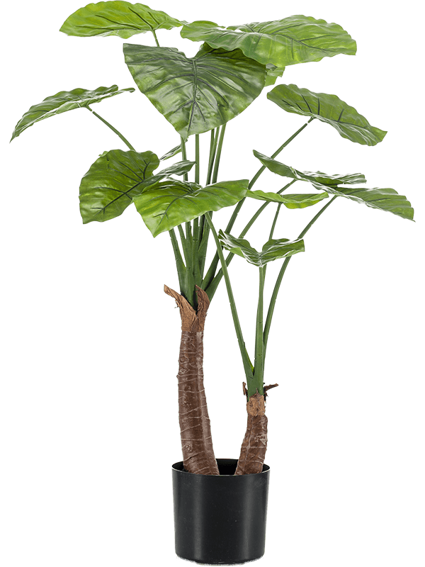 30/alocasia-8ee424944