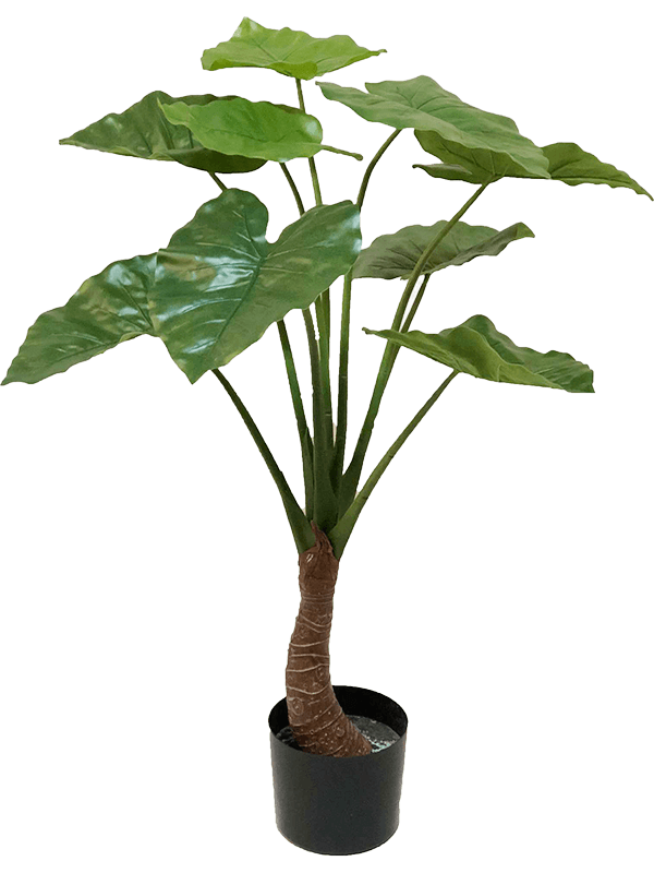 30/alocasia-8ee424945
