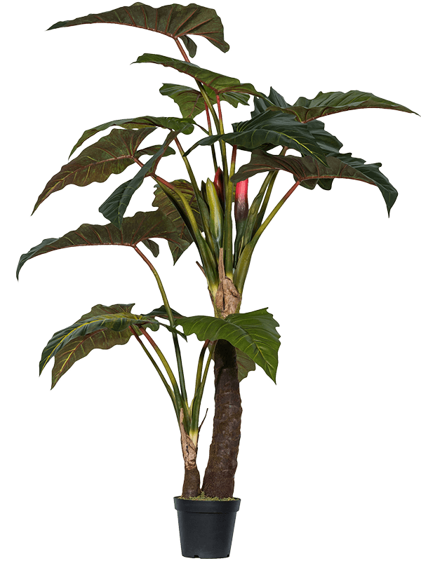 30/alocasia-8ppz10022