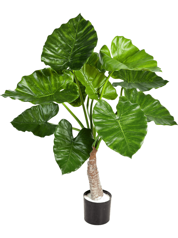 30/alocasia-calidora-8alcatu10