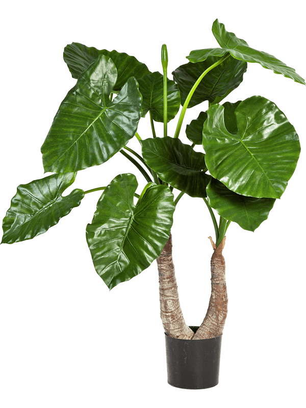 30/alocasia-calidora-8alcatu20