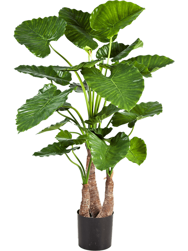 30/alocasia-calidora-8alcatu30