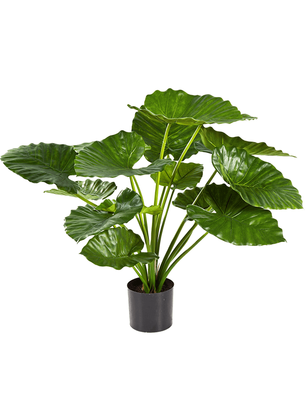 30/alocasia-calidora-8fw55502n