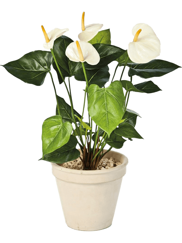 Anthurium de luxe Cream 8FW1108CR 30/anthurium-de-luxe-8fw1108cr