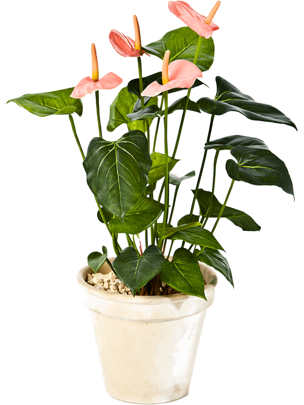 Anthurium de luxe Pink 8FW1108PK 30/anthurium-de-luxe-8fw1108pk