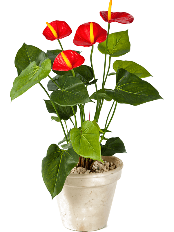 Anthurium Bush Red 8FW1108R 30/anthurium-de-luxe-8fw1108r