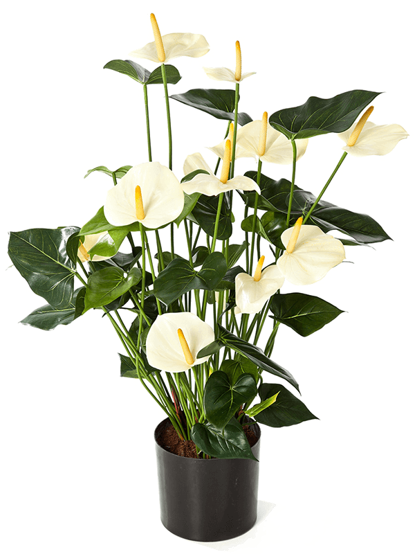 Anthurium Bush Cream 8FW1109CR 30/anthurium-de-luxe-8fw1109cr