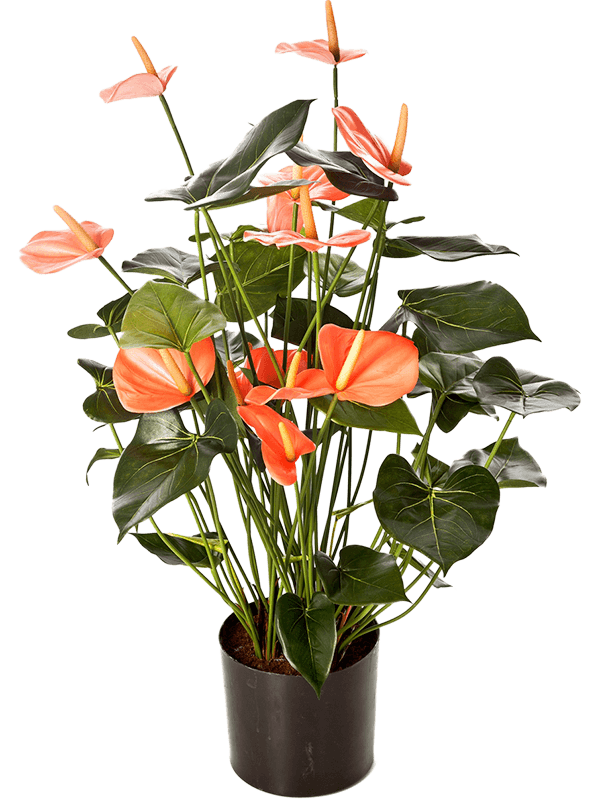 Anthurium Bush Pink 8FW1109PK 30/anthurium-de-luxe-8fw1109pk