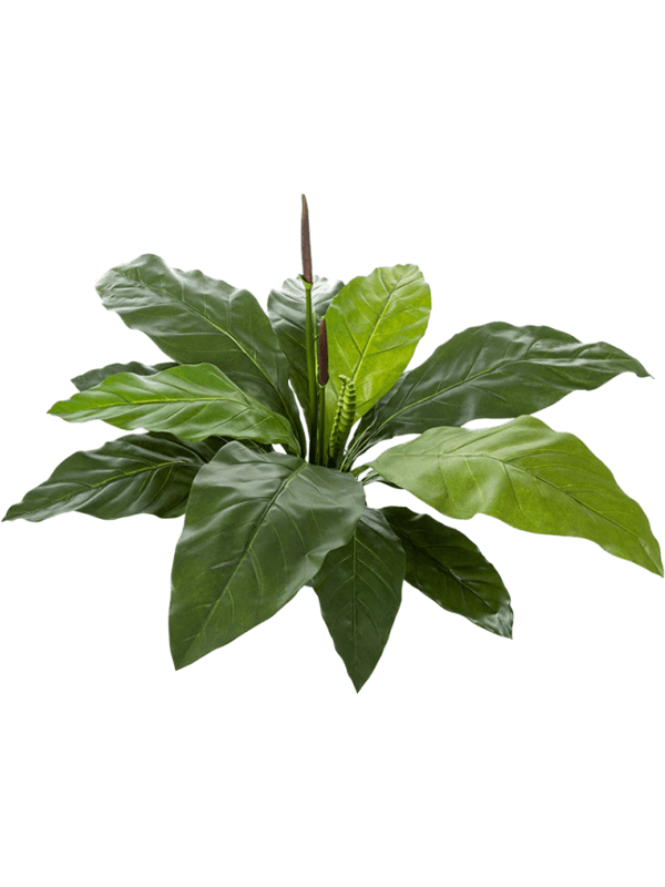 Anthurium Bush 8FW01020N 30/anthurium-jungle-king-8fw01020n