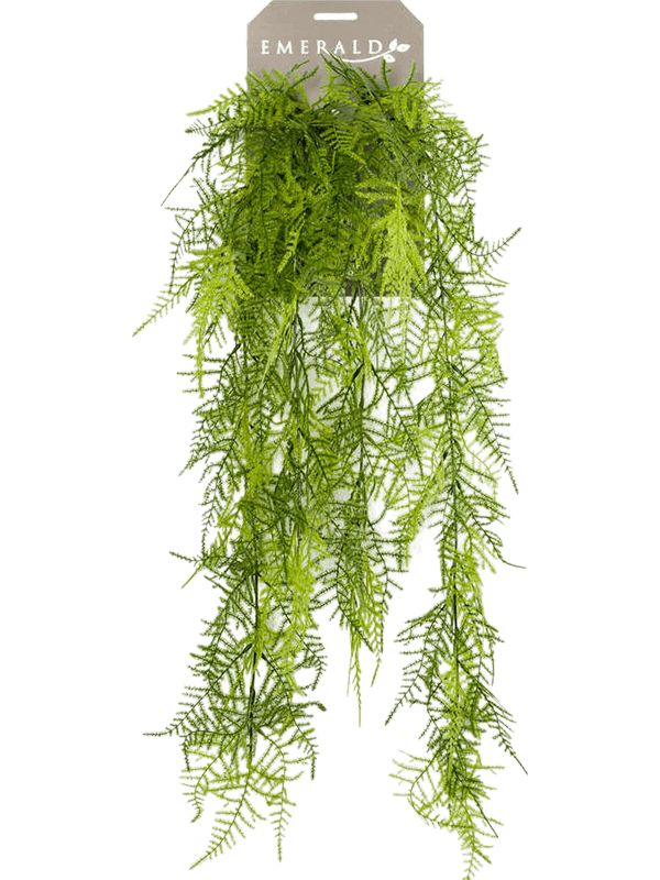 Asparagus Plumosus Hanging Bush 8EE419267 30/asparagus-plumosus-8ee419267
