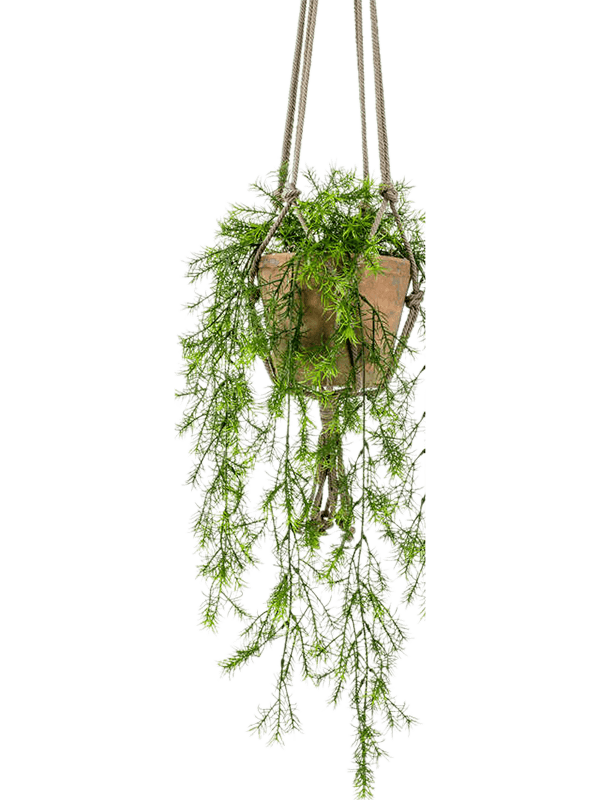 Asparagus sprengeri Hanging Bush 8EEG20807 30/asparagus-sprengeri-8eeg20807