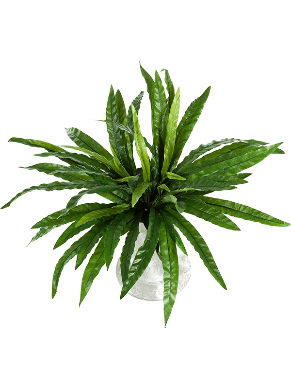 Asplenium 8FW1308N 30/asplenium-8fw1308n