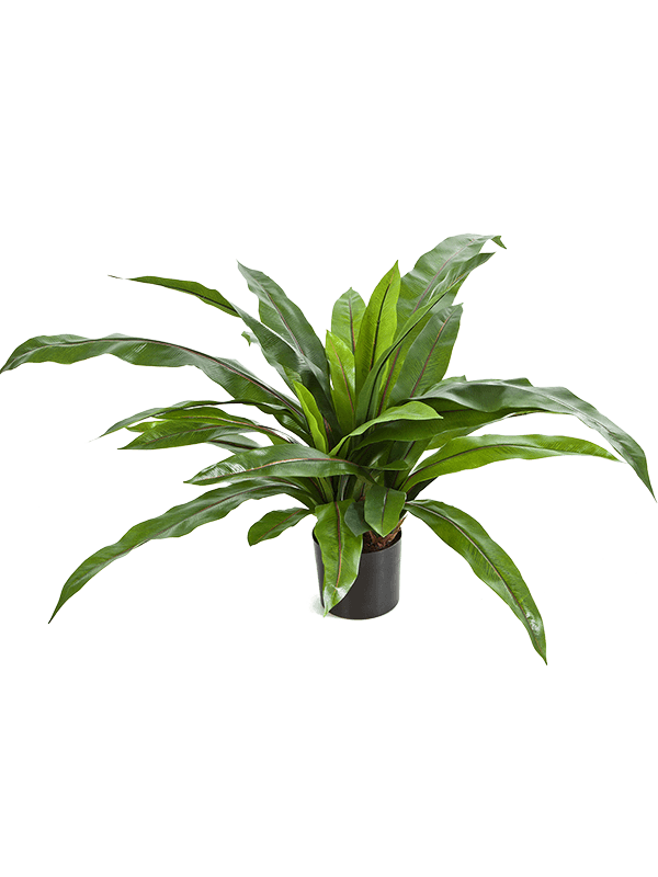 Asplenium fern W/pot (33 lvs.) 8FW1021N 30/asplenium-fern-8fw1021n