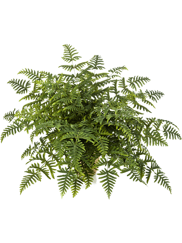 Athyrium Bush 8FW01329N 30/athyrium-fern-8fw01329n