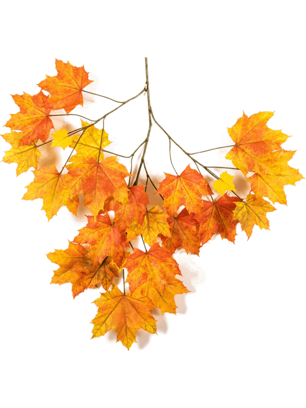 Autumn sugar maple (23 lvs.) 8FW01592N 30/autumn-sugar-maple-8fw01592n