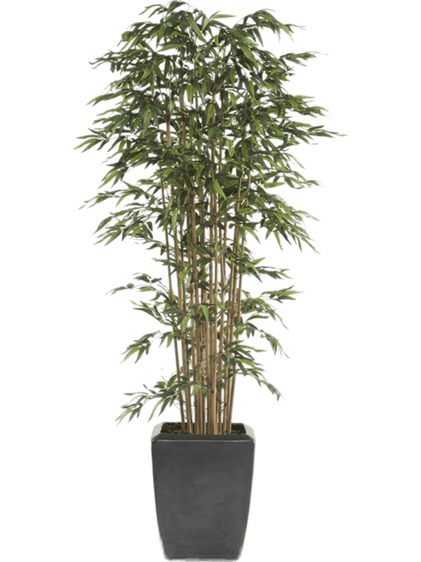 30/bamboo-8ee101150