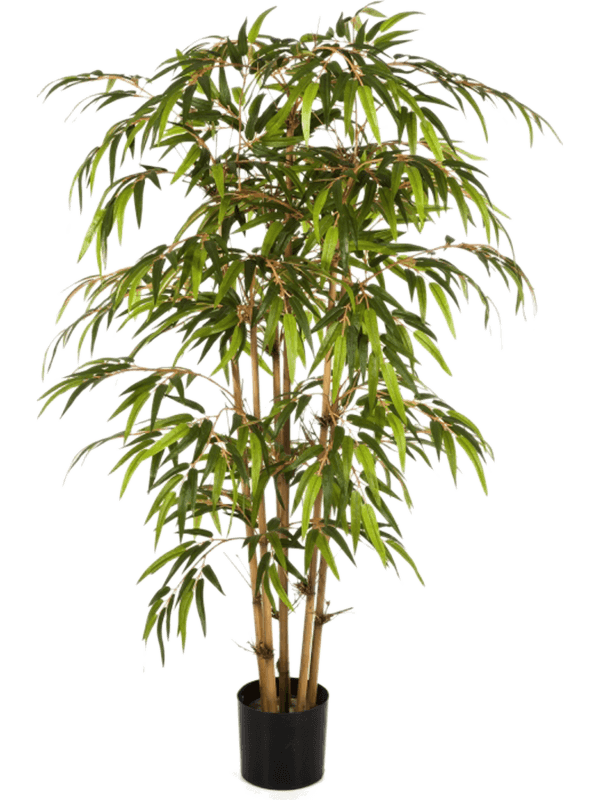 Bamboo Tree 8FW34405N 30/bamboo-8fw34405n
