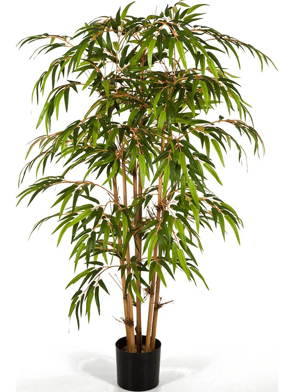 Bamboo Tree 8FW34406N 30/bamboo-8fw34406n