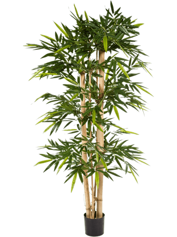 Bamboo Branched 8BAGITU20 30/bamboo-giant-8bagitu20