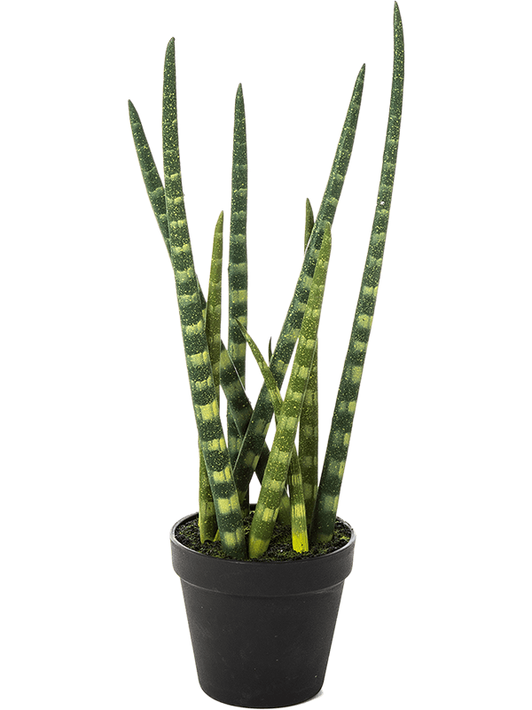 30/baton-plant-8fw01002s