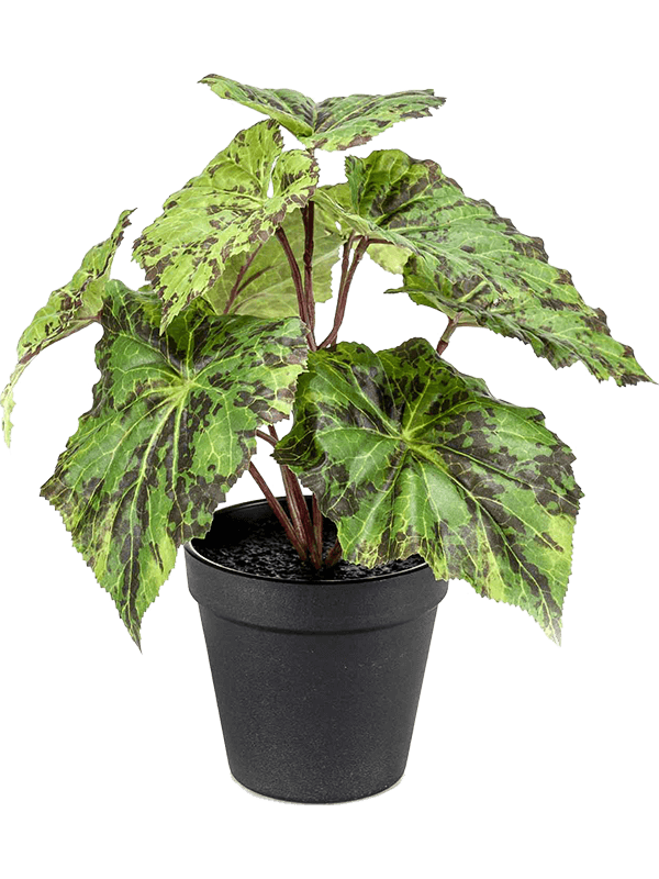 30/begonia-leaves-8ee425715